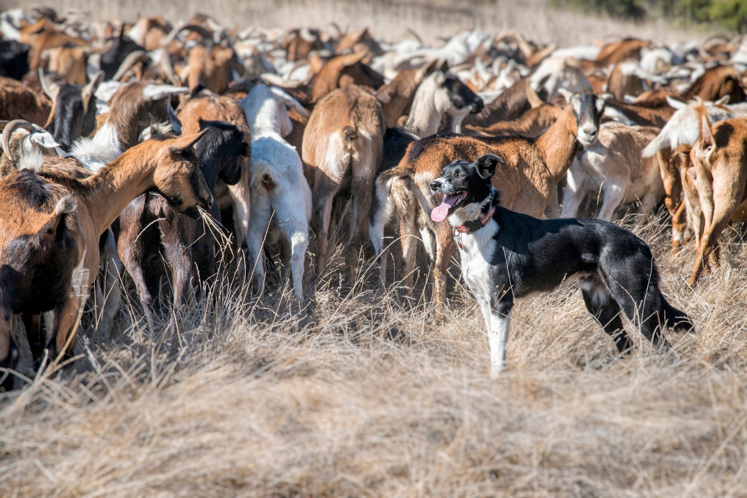 Top 5 Mistakes New Goat Farmers Make