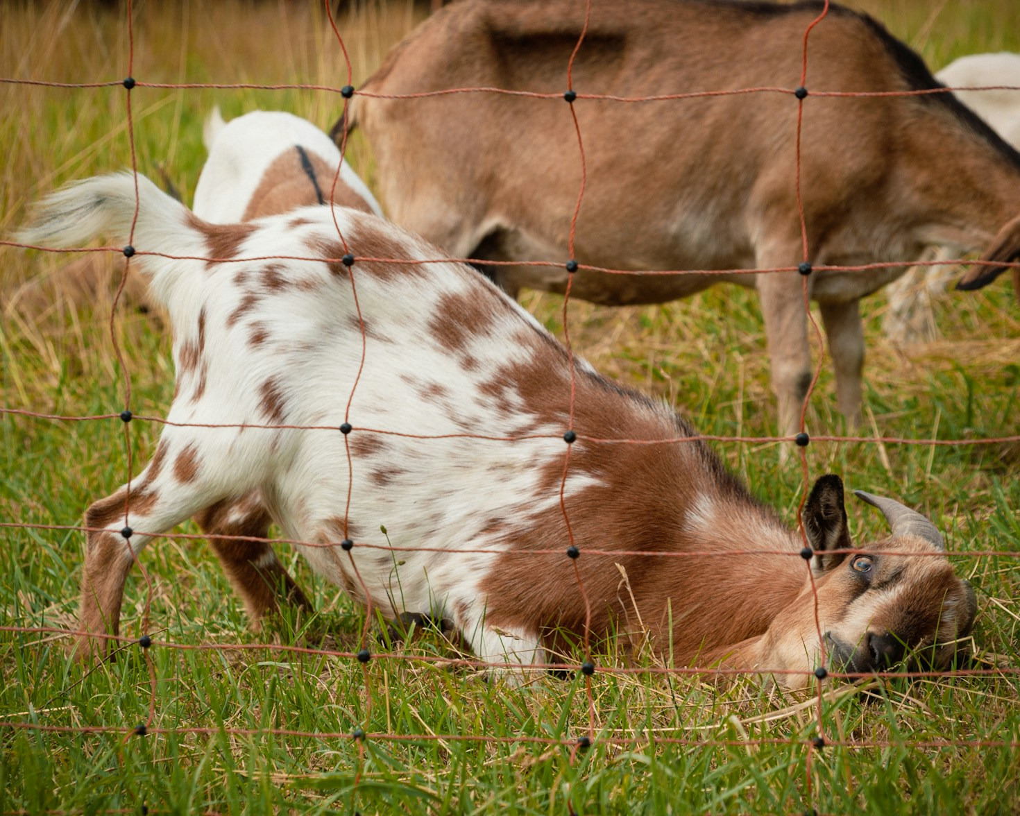 How to Start Your Own Dairy Goat Farm