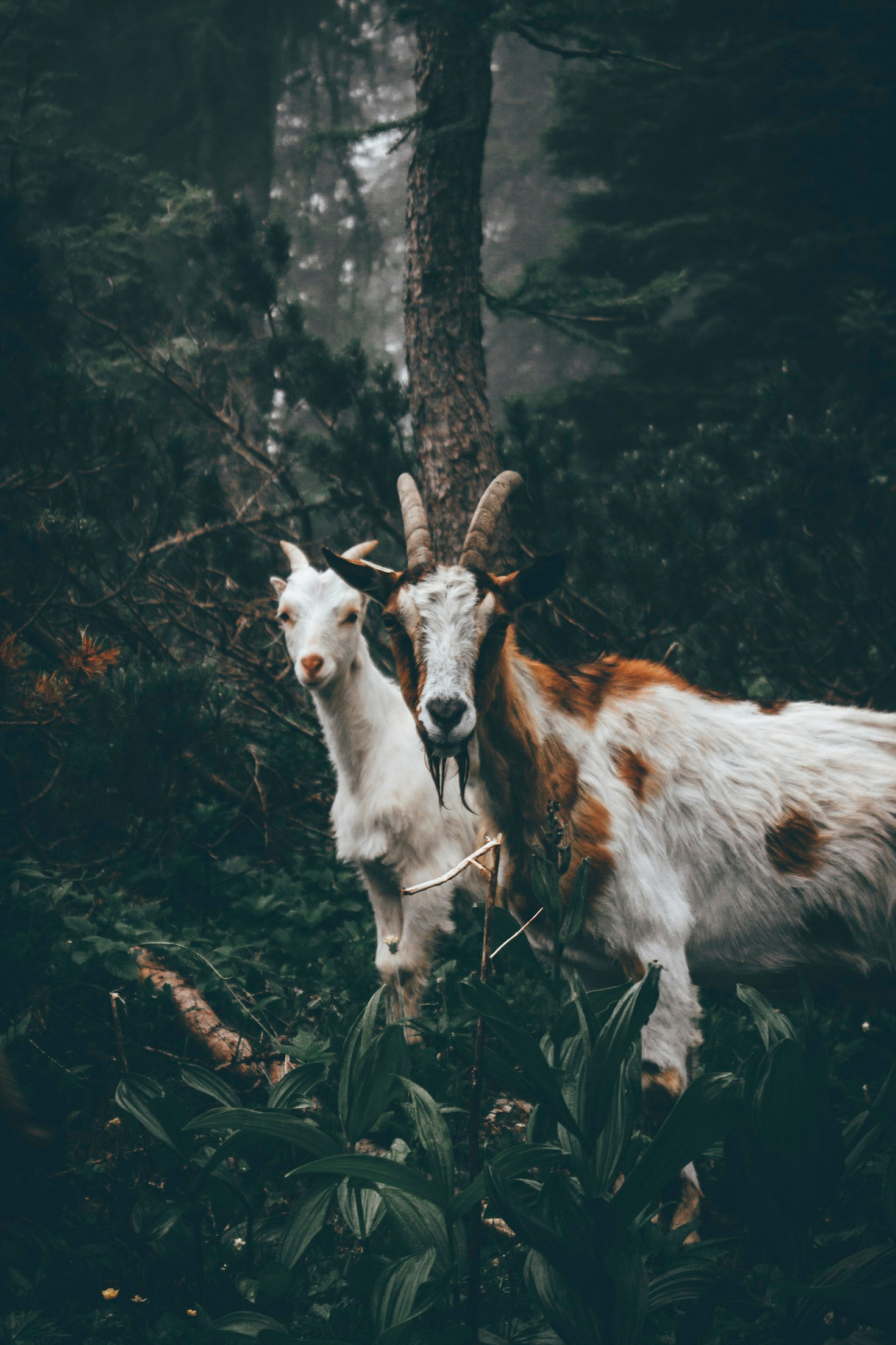 The Health Benefits of Goat Milk Explained