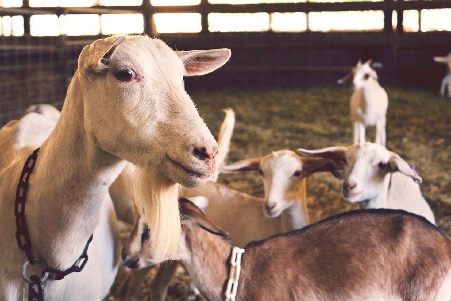 A Day in the Life of a Dairy Goat Farmer