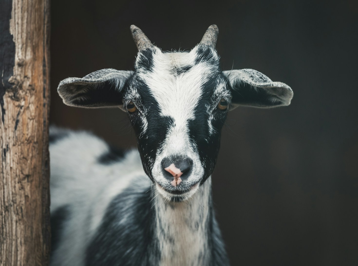 Innovative Technologies in Goat Farming