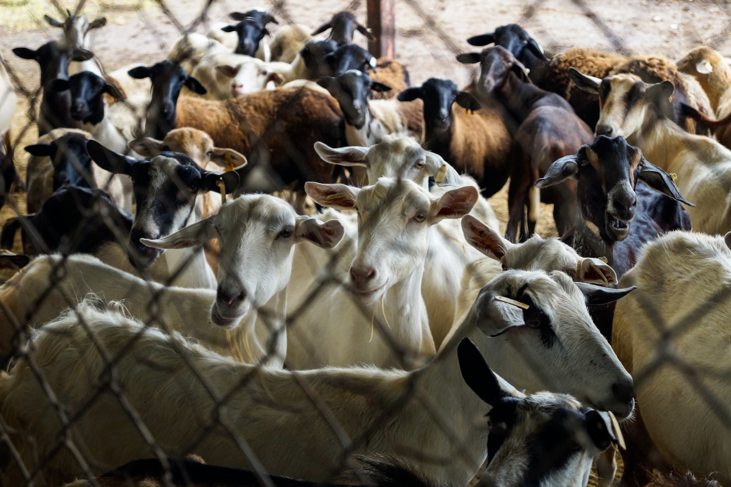 Goat Nutrition: What You Need to Know