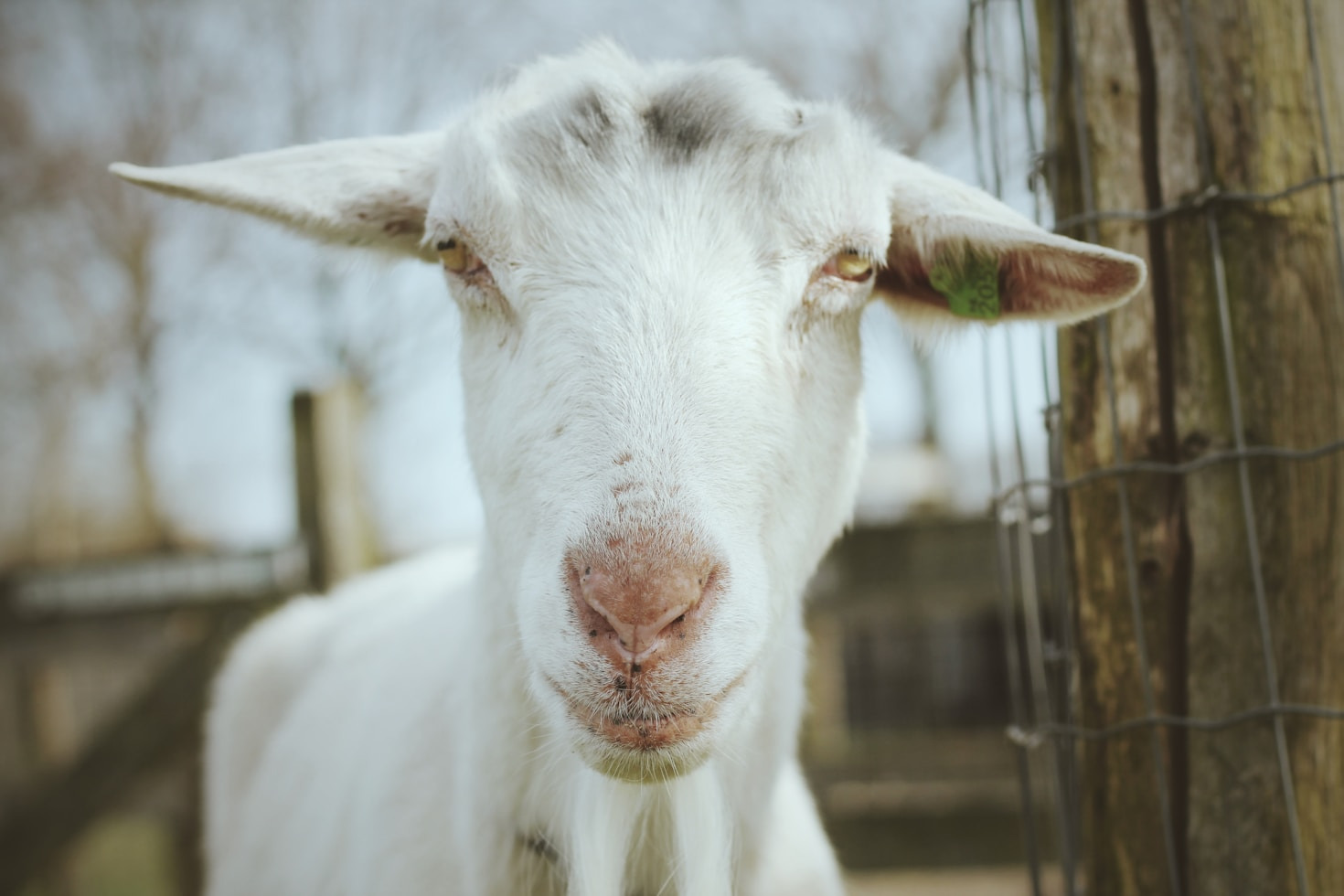 Sustainable Practices for Modern Goat Farmers